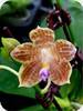 Phal. Or Singer x speciosa